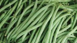 Pentingnya Buncis dalam Menunjang Kesehatan Tubuh