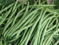 Pentingnya Buncis dalam Menunjang Kesehatan Tubuh